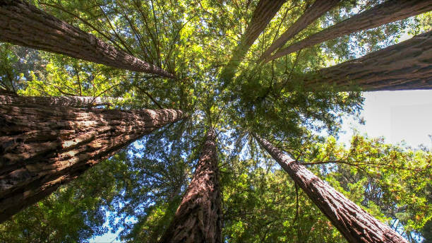 How Our Tree Care Process Works  in  Lees Summit, MO